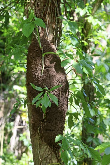 Termite (Isoptera) nest, Honduras, Central America