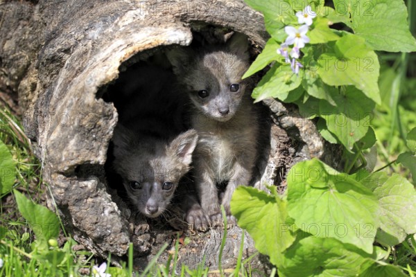 Gray foxes (Urocyon cinereoargenteus), young animals, 9 weeks, at the burrow