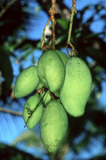 Mango (Mangifera indica) fruits on tree