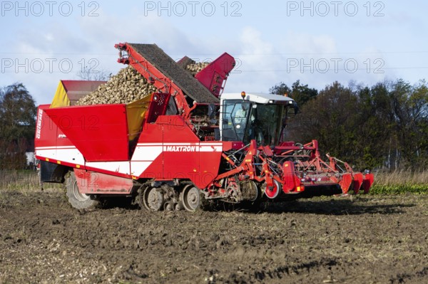 Sugar beet harvesting, sugar beet, harvester, harvester, Sealand, Denmark, Europe