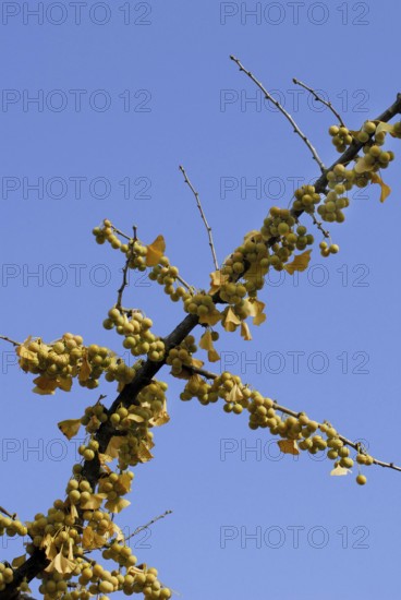 Young (Ginkgo biloba) rnhaar tree fruits