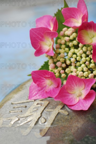 Hydrangea, flowers on stone, with characters (Hydrangea macrophylla)
