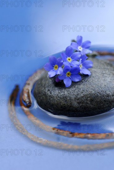 Stone, forget-me-not and rusty metal ring, memorial