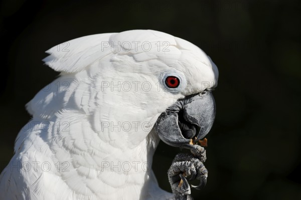 White cockatoo (Cacatua alba), portrait, captive, occurrence in Indonesia