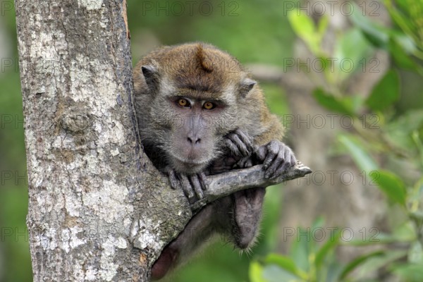 Long-tailed macaque, Labuk Bay, Sabah, Borneo (Macaca facicularis), crab-eating macaque, Malaysia,