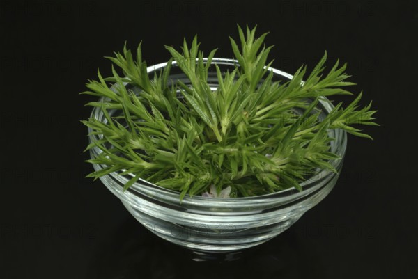 Summer savory (Satureja hortensis), also garden savory, true savory, pepperwort, family of the