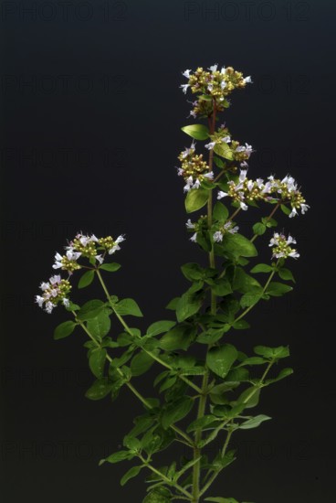 Oregano (Origanum vulgare), true dost, labiates family, used as a spice plant and medicinal herb