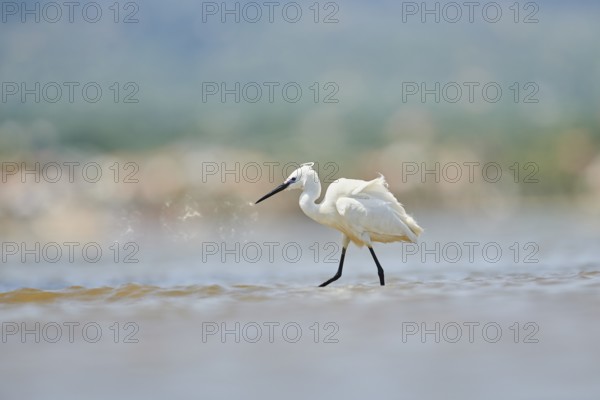 Little egret (Egretta garzetta) walking at the shore, hunting, sea, ebro delta, Catalonia, Spain,