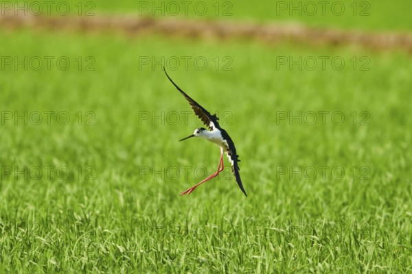 Black-winged stilt (Himantopus himantopus) landing in a paddy field, ebro delta, Catalonia, Spain,
