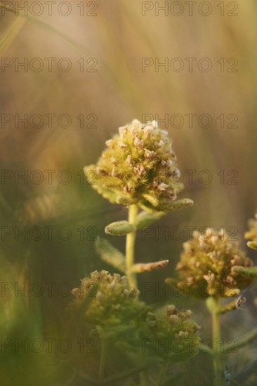 Felty germander (Teucrium polium) blooming at Mount "La Talaia del Montmell" at evening, Catalonia,