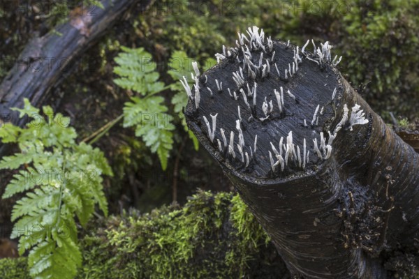 Fruit bodies of candlestick fungus (Xylaria hypoxylon), candlesnuff fungus, carbon antlers, stag's