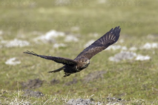 Common buzzard (Buteo buteo) flying over grassland