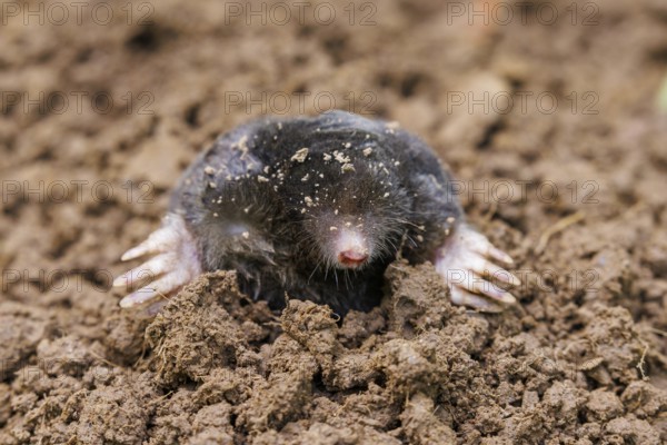 European mole (Talpa europaea), Germany, Europe