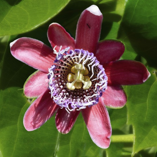 Purple passion fruit flower, Serra da Canastra, Minas Gerais state, Brazil, South America