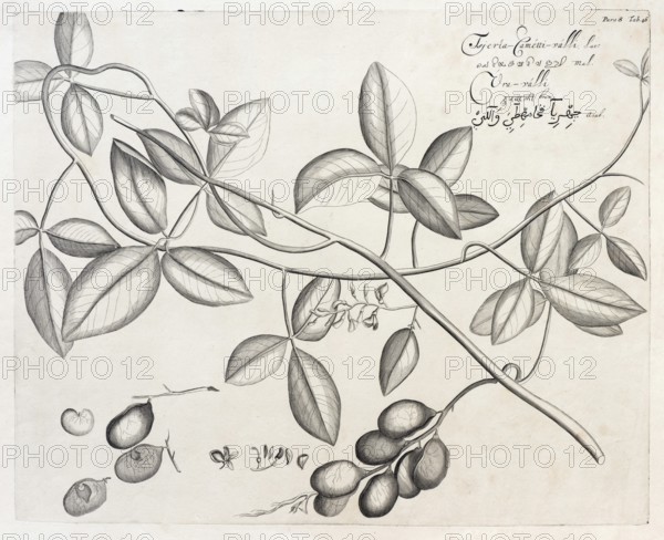 Tsjeria Cametti Valli, copperplate engraving by Hendrik Adriaan van Rheede tot Draakenstein, from