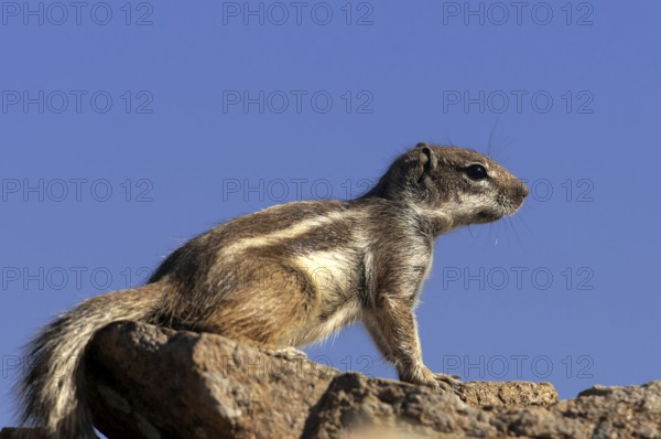 Barbary ground squirrel (Atlantoxerus getulus), chipmunk, Atlantic squirrel, ground squirrel,