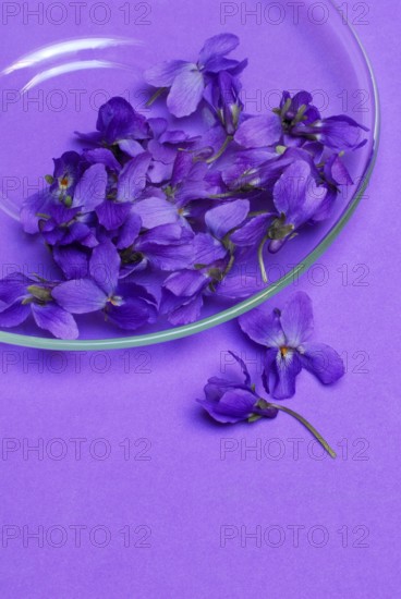 Wood violet (Viola odorata)