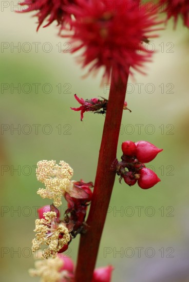Castor oil plant, Christ palm, Castor oil plant (Ricinus communis)