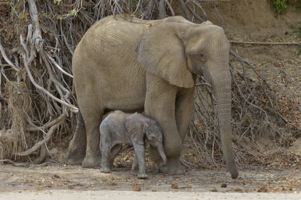 African elephant (Loxodonta africana), female desert elephant with young standing in the dry
