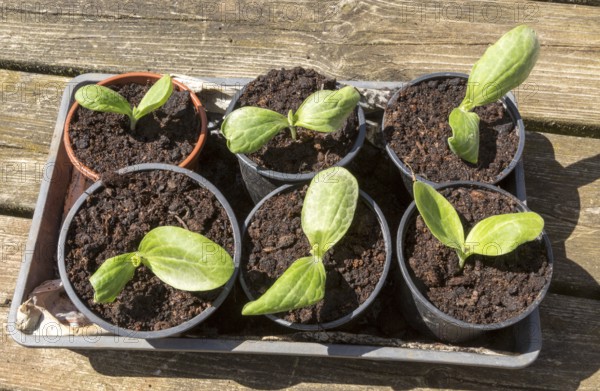 Courgette zucchini seedlings growing in pots