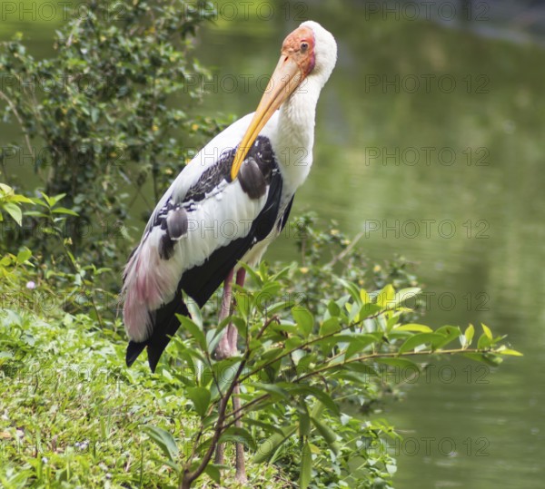 Marabou at the zoo in malaysia