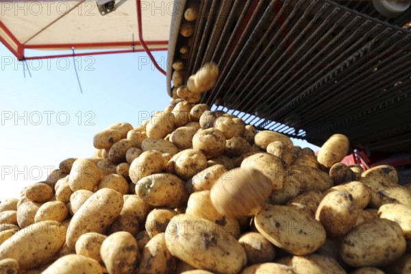 Agriculture potato harvesting with harvester (Mutterstadt, Rhineland-Palatinate)