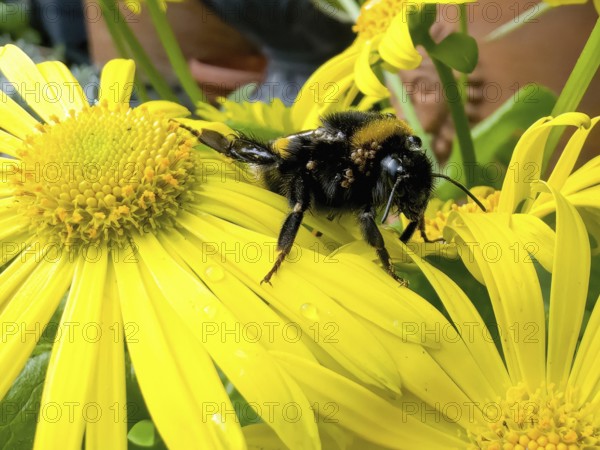 Queen bumblebee large earth bumblebee (Bombus terrestris) forages for nectar pollen on yellow daisy
