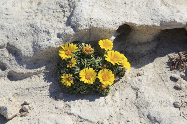 Yellow Sea Aster plant in flower, Asteriscus maritimus, Cabo de Gata natural park, Almeria, Spain,