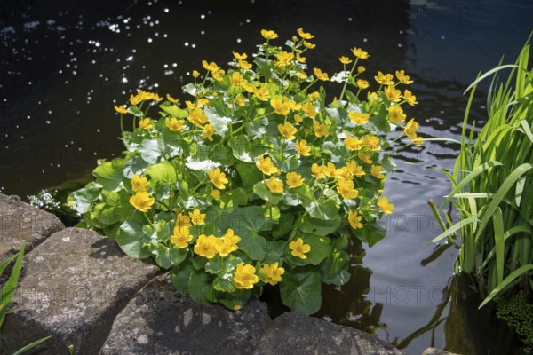 Yellow flowers on green water plants at the edge of a body of water, marsh marigold, Germany,