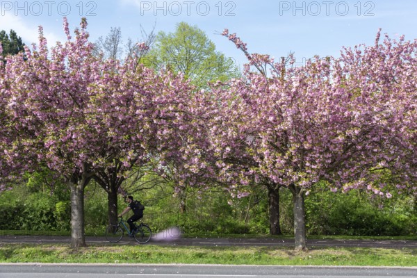 Cyclist riding along a road by trees covered with cherry blossoms, Japanese ornamental cherries,