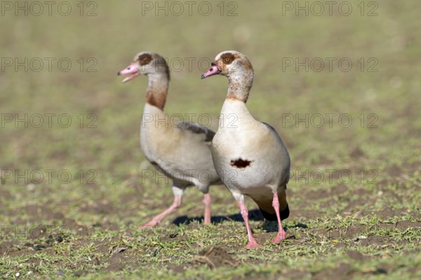 Egyptian goose (Alopochen aegyptiaca), two adult birds, pair, Wesel, Lower Rhine, North