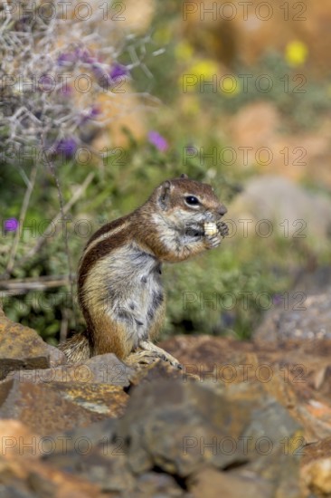 Barbary ground squirrel (Atlantoxerus getulus) or North African bristle squirrel, Fuerteventura,