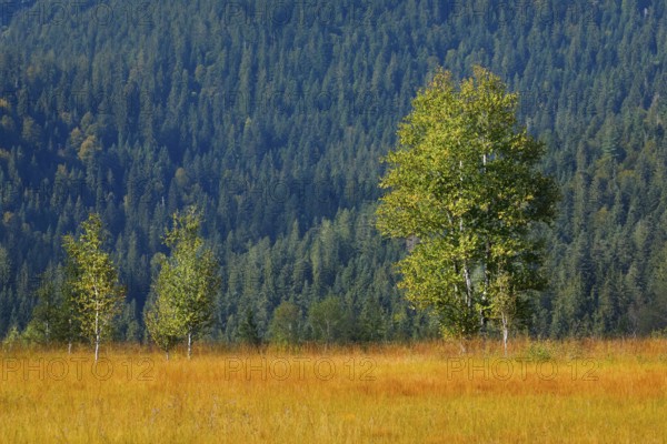 Birch tree in the Rothenthurm raised bog, Canton Schwyz, Switzerland, Europe