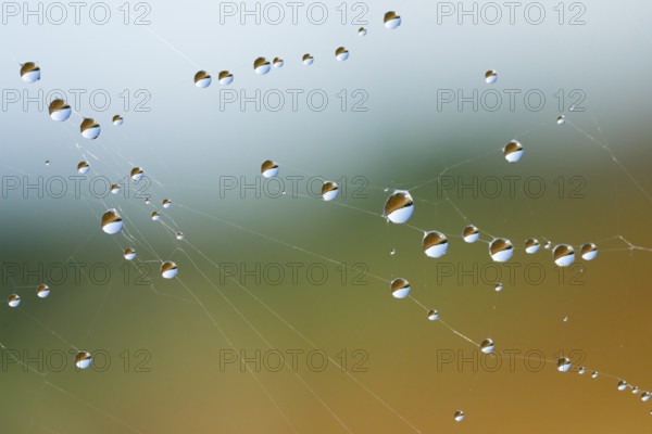 Dewdrops on a spider's web, Switzerland, Europe