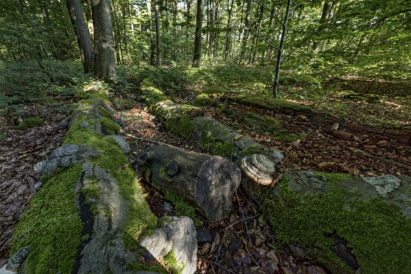 Dead common beeches (Fagus sylvatica), dead wood, moss, Tinder Fungus (Fomes fomentarius), beech