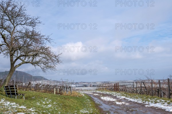 Winter in the Southern Palatinate, Weinfelder, Palatinate, Rhineland-Palatinate, Germany, Europe