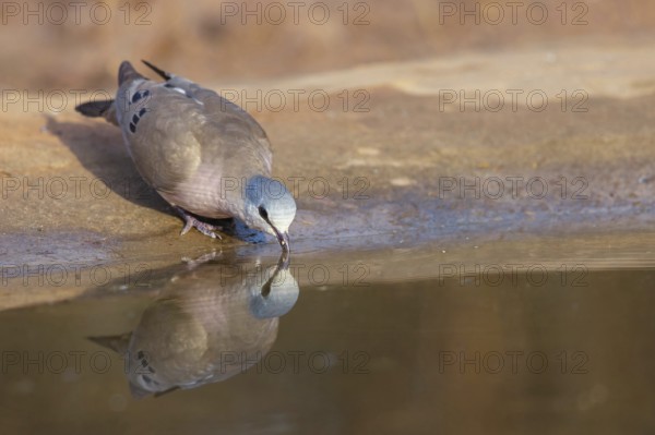 Black-billed wood dove (Turtur abyssinicus), drinking water, Tendaba camp / Tendaba photo hid,
