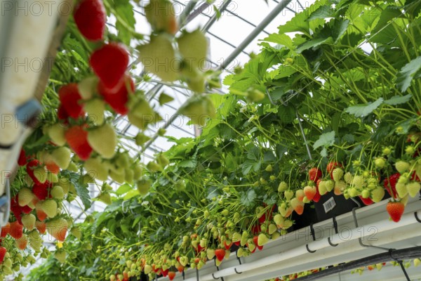 Strawberry cultivation in a greenhouse, strawberry plants with berries at different stages of