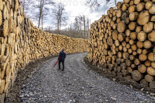Felled, stacked spruce trunks, forest dieback in the Arnsberg Forest nature park Park, over 70 per