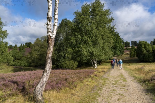 Flowering heath, heather and juniper bushes, near Wilseder Berg, in the Lüneburg Heath nature