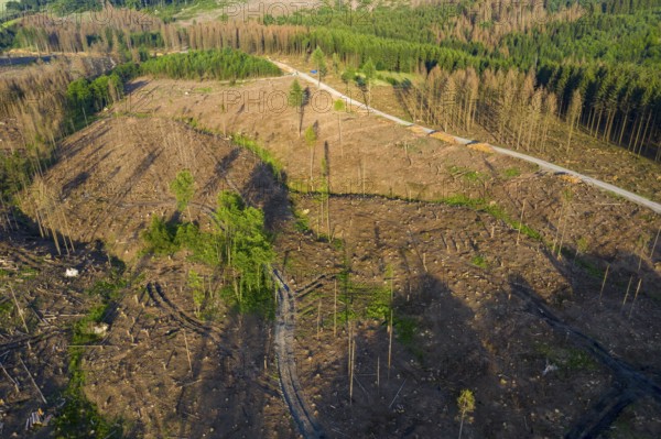 Forest dieback in the Arnsberg Forest nature park Park, cleared areas, over 70 per cent of the