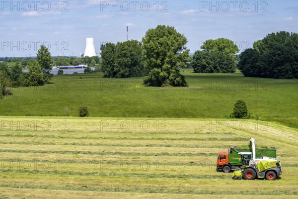 Hay harvest, on a Rhine meadow near Duisburg-Beeckerwerth, a forage harvester picks up the cut