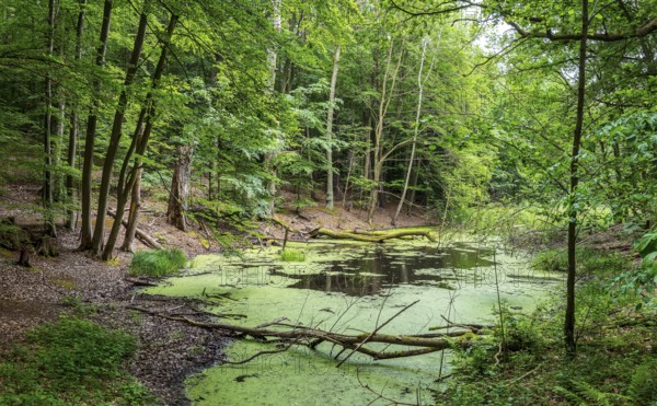 Landscape at Hellsee in Lanke, Bernau, Brandenburg, Germany, Europe