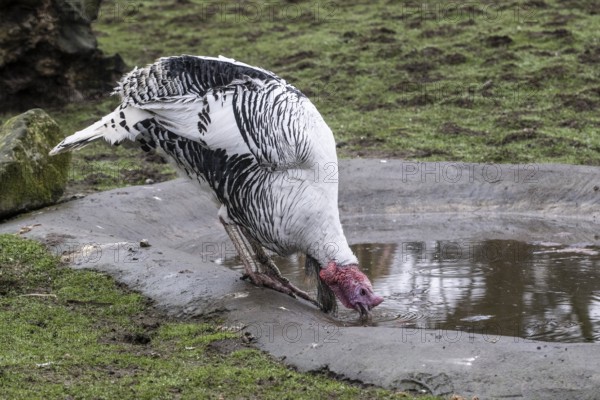 Cröllwitz turkeys (Meleagris gallopavo f. domestica), Tierpark Nordhorn, Lower Saxony, Germany,