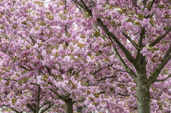 Japanese flowering cherry (Prunus serrulata Kanzan), Emsland, Lower Saxony, Germany, Europe