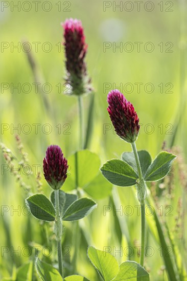 Incarnate clover (Trifolium incarnatum), Emsland, Lower Saxony, Germany, Europe