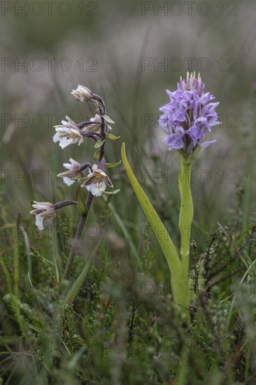 Marsh helleborine (Epipactis palustris) and Southern marsh orchid (Dactylorhiza praetermissa),