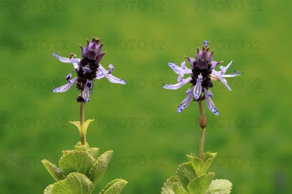 Piss-off plant (Plectranthus ornatus), cat repellent, flowering, Elllerstadt, Germany, Europe