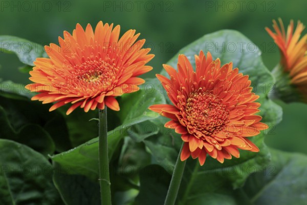 Gerbera (Gerbera), blooming, flowers, orange, Ellerstadt, Germany, Europe