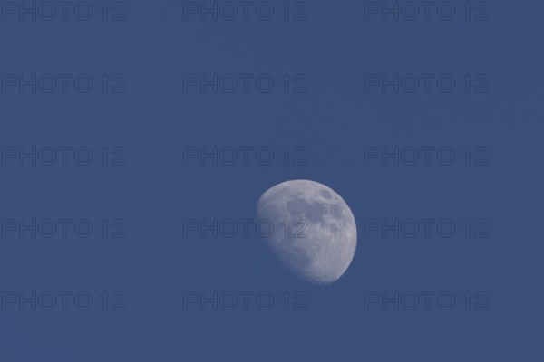 Moon in the waxing gibbous phase in the night sky, Suffolk, England, United Kingdom, Europe